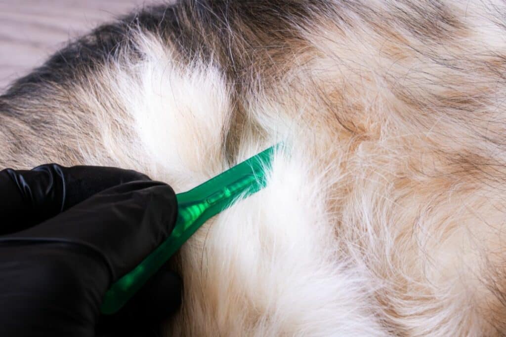 Bravecto Hund Kaufen Ohne Rezept Bravecto Hund: Wirkung, Nebenwirkung & Kaufen ohne Rezept