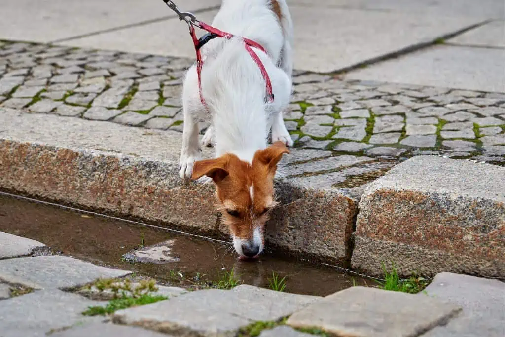 Was sind die Ursachen von Gastroenteritis beim Hund?