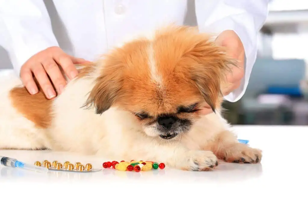 Behandlung und Therapie von Gastroenteritis bei Hunden
