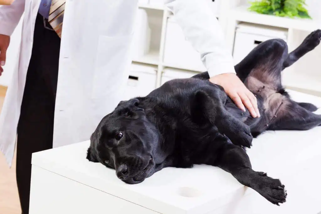 Wann sollte ich zum Tierarzt und welche Behandlungsmöglichkeiten gibt es bei einer gestörten Darmflora beim Hund?