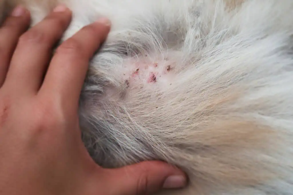 hautentzündung beim hund hausmittel