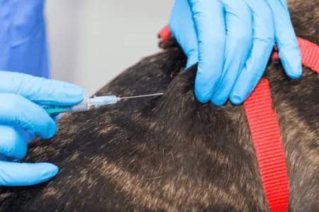 herpes impfung hund