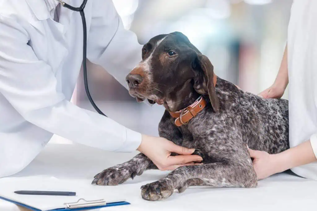 herzwürmer hund behandlung kosten