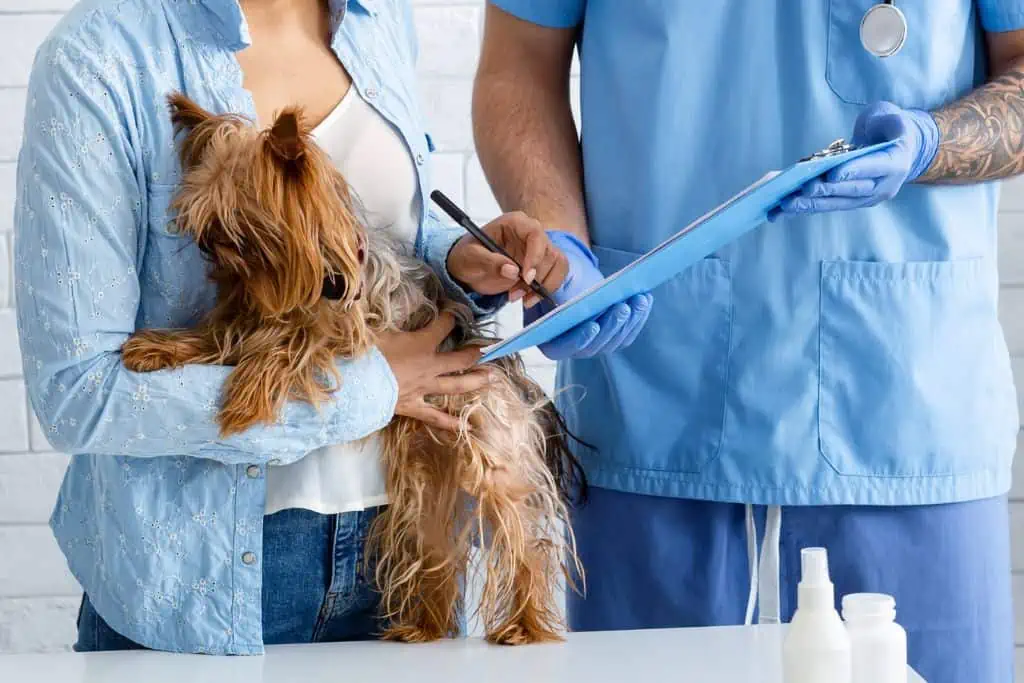 Übernimmt die Hundekrankenversicherung die Kosten für eine Herzwürmer-Behandlung beim Hund?
