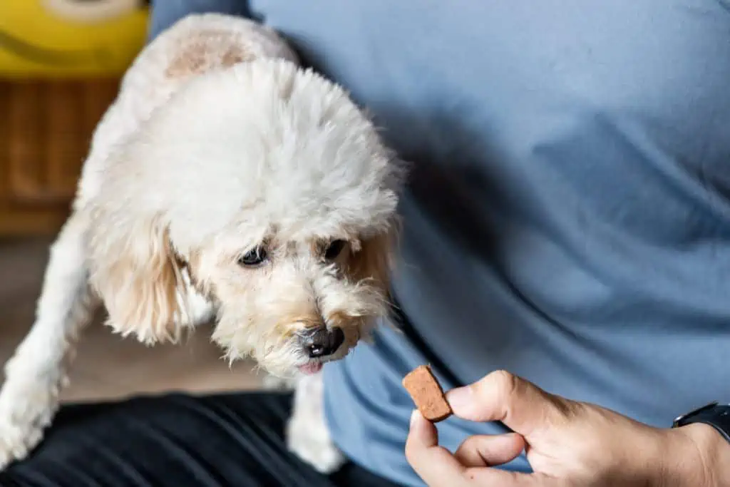 Wann sollte ich zum Tierarzt und welche Behandlungsmöglichkeiten gibt es bei Herzwürmern beim Hund?