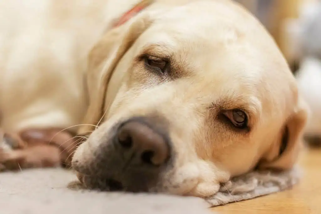 herzwürmer hund symptome