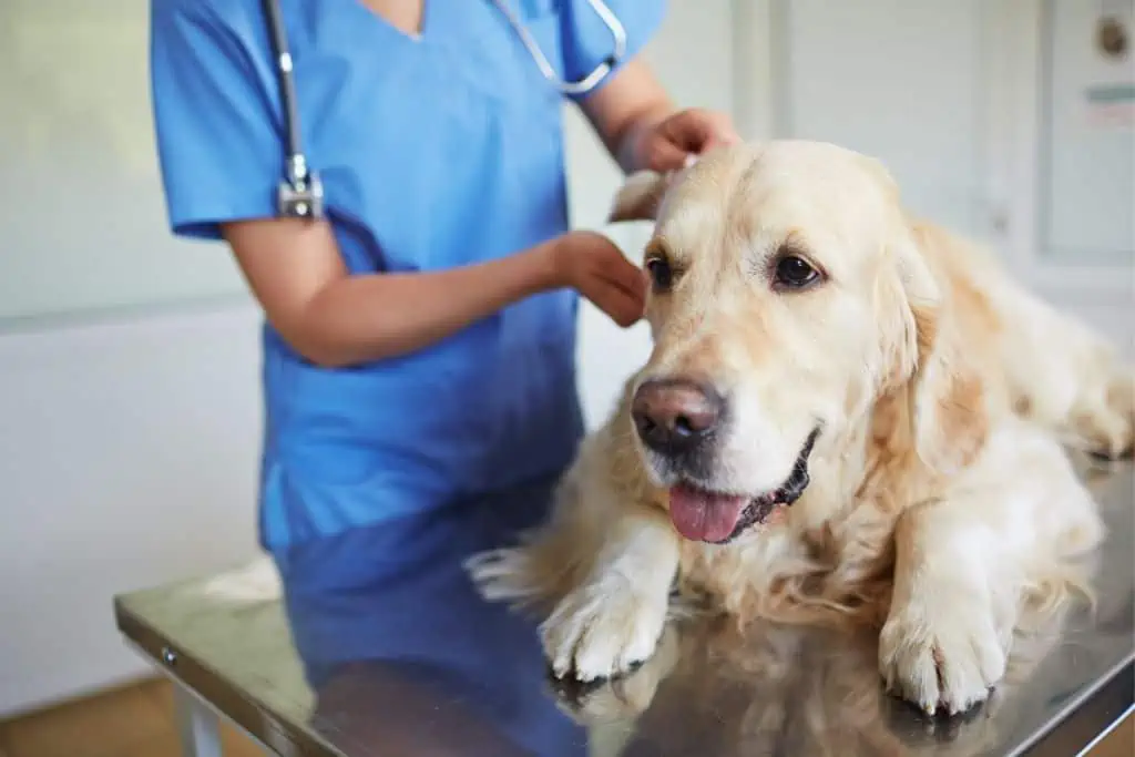 Wann sollte ich zum Tierarzt und welche Behandlungsmöglichkeiten gibt es bei Allergien beim Hund?