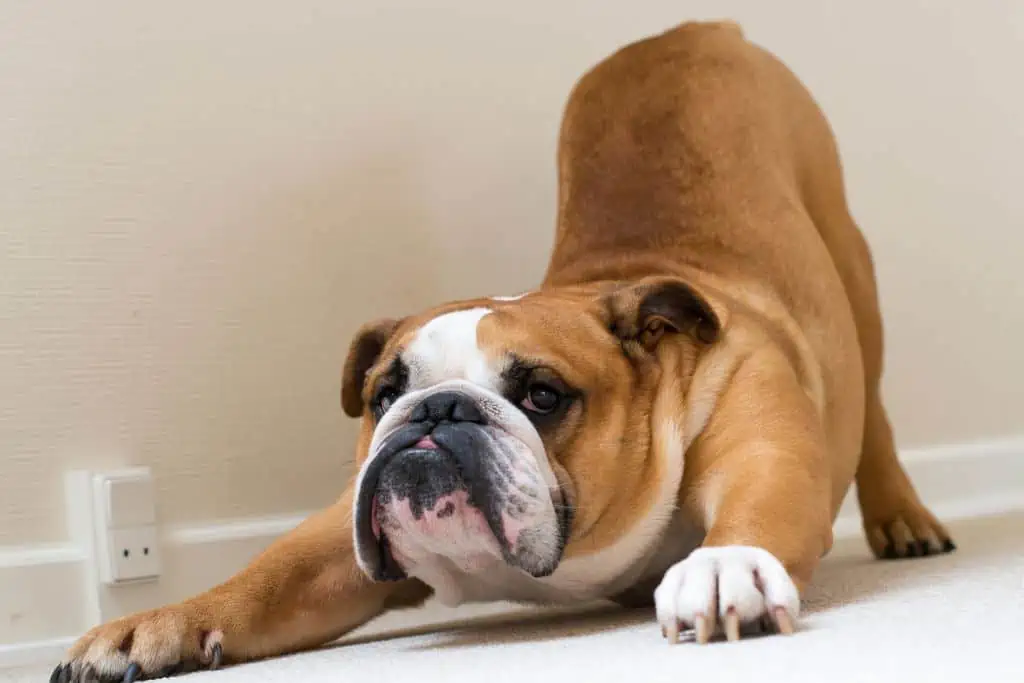 Bauchschmerzen beim Hund: Welche Symptome sind typisch?