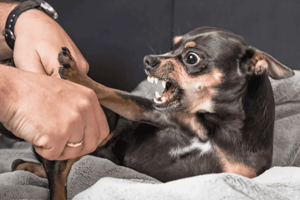 hund beißt plötzlich beim streicheln