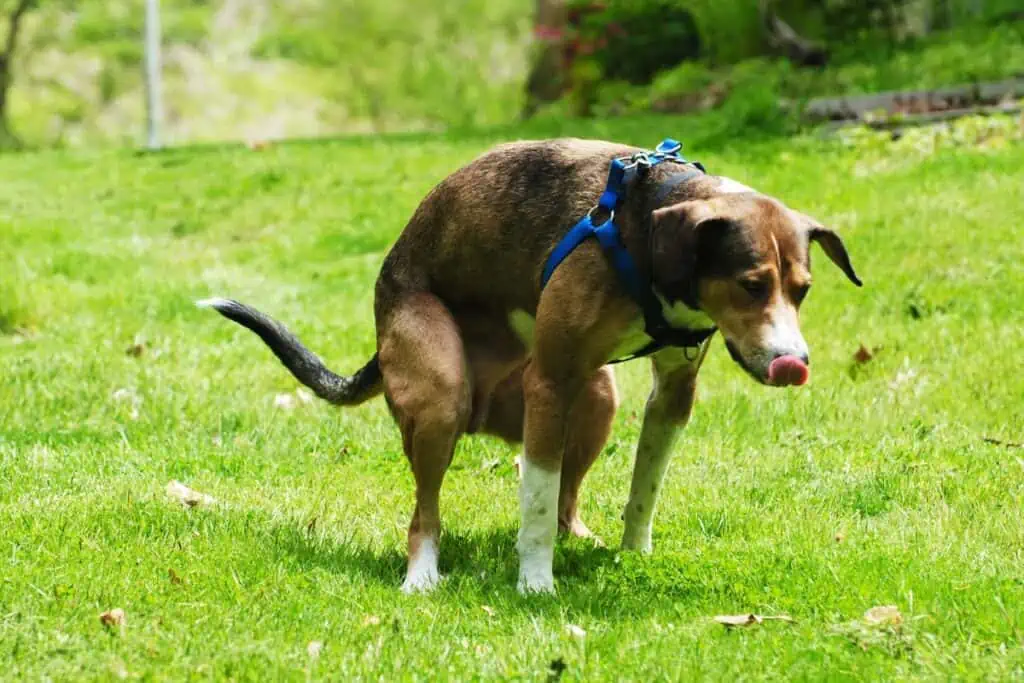 hund blut im stuhl