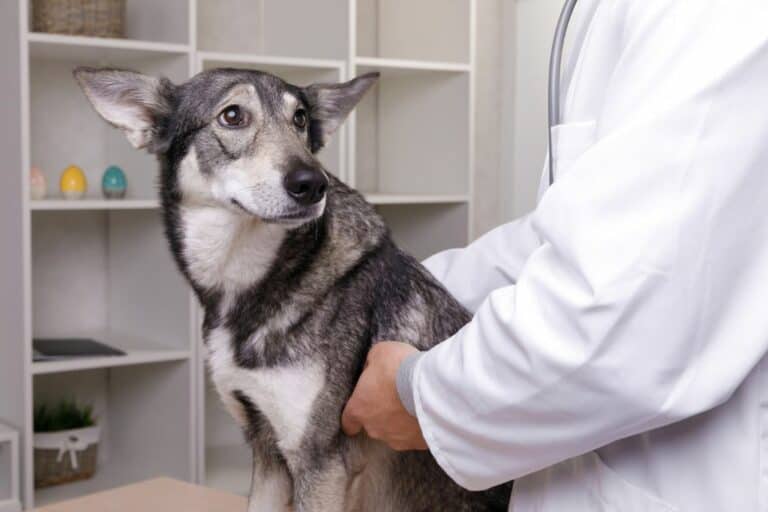 Blut im Stuhl beim Hund: 6 mögliche Ursachen & Behandlung
