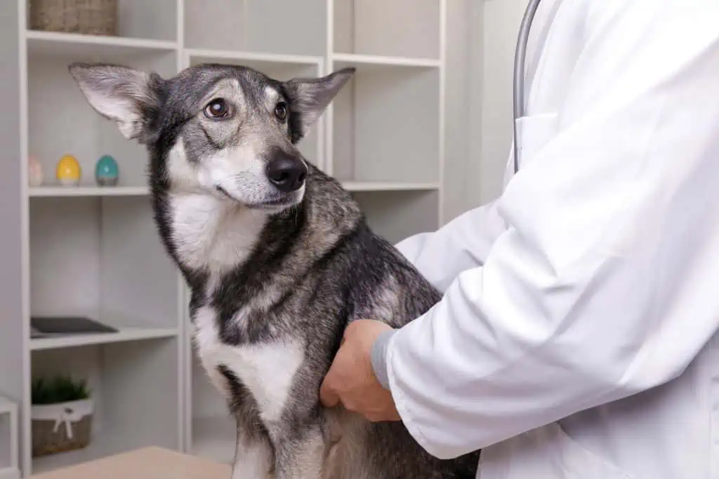 Behandlung und Therapie von Blut im Stuhl beim Hund