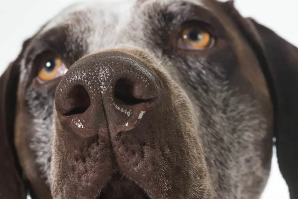 hund erkältung symptome