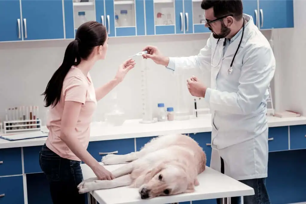 Wann sollte ich zum Tierarzt und welche Behandlungsmöglichkeiten gibt es bei Fieber-Symptomen beim Hund?