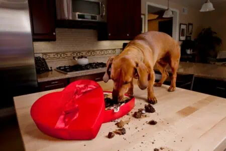 hund hat schokolade gefressen
