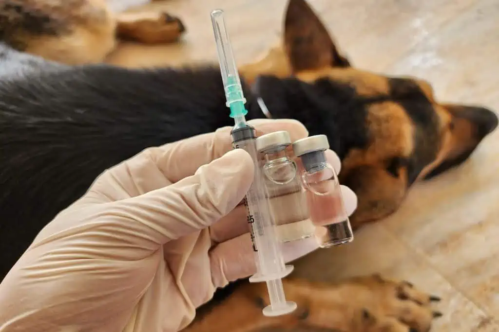 When is vaccination necessary in a dog and how can I tell if my dog ​​needs it?