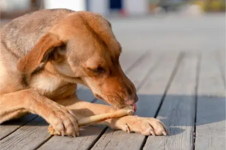 hund knochensplitter symptome