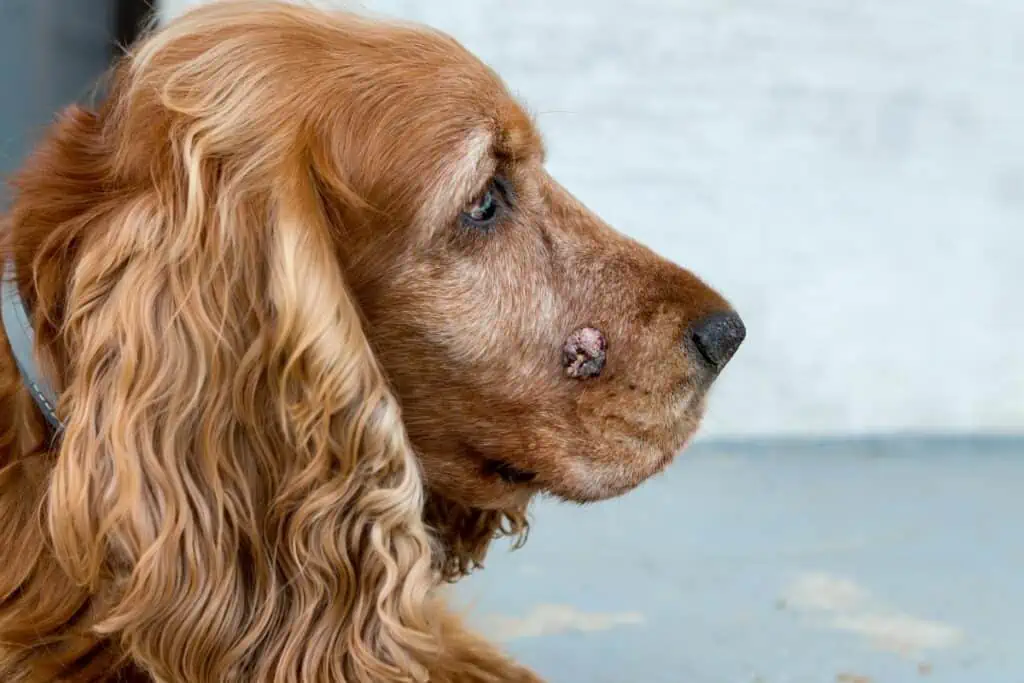 hund krebs endstadium symptome