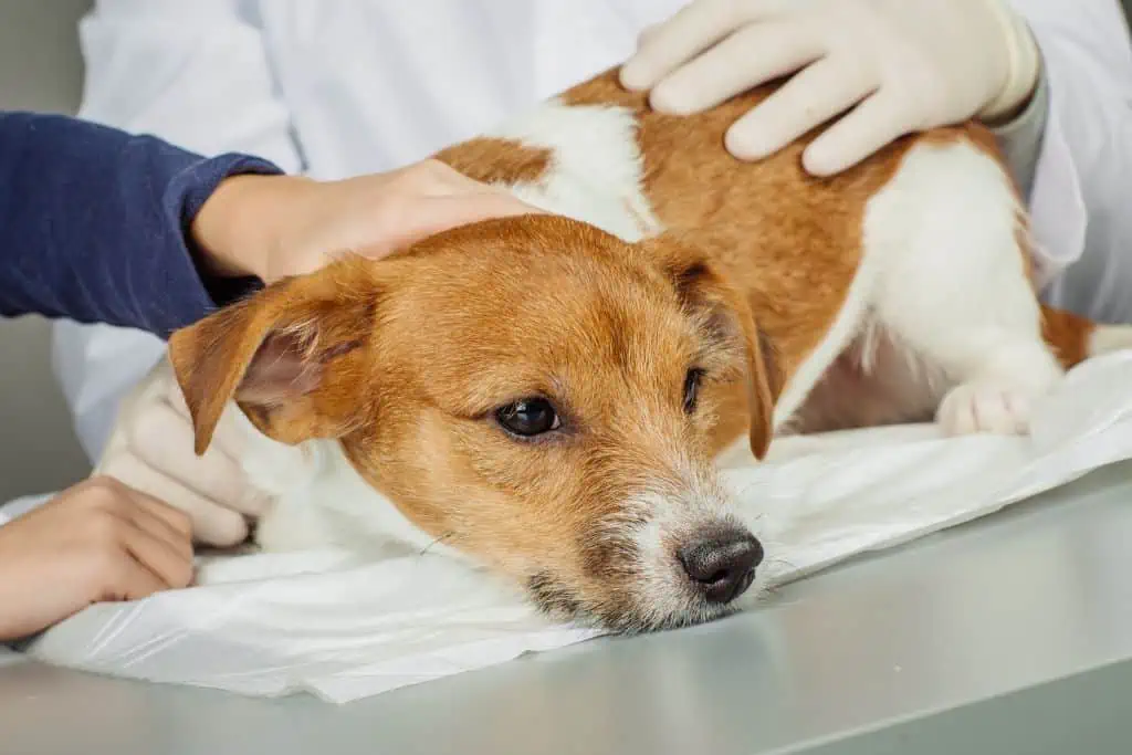 Wann du mit deinem Hund bei Krebs im Endstadium zum Tierarzt gehen solltest 
