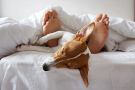 Dein Hund bellt andere Hunde an? 7 Ursachen & 4 Lösungen