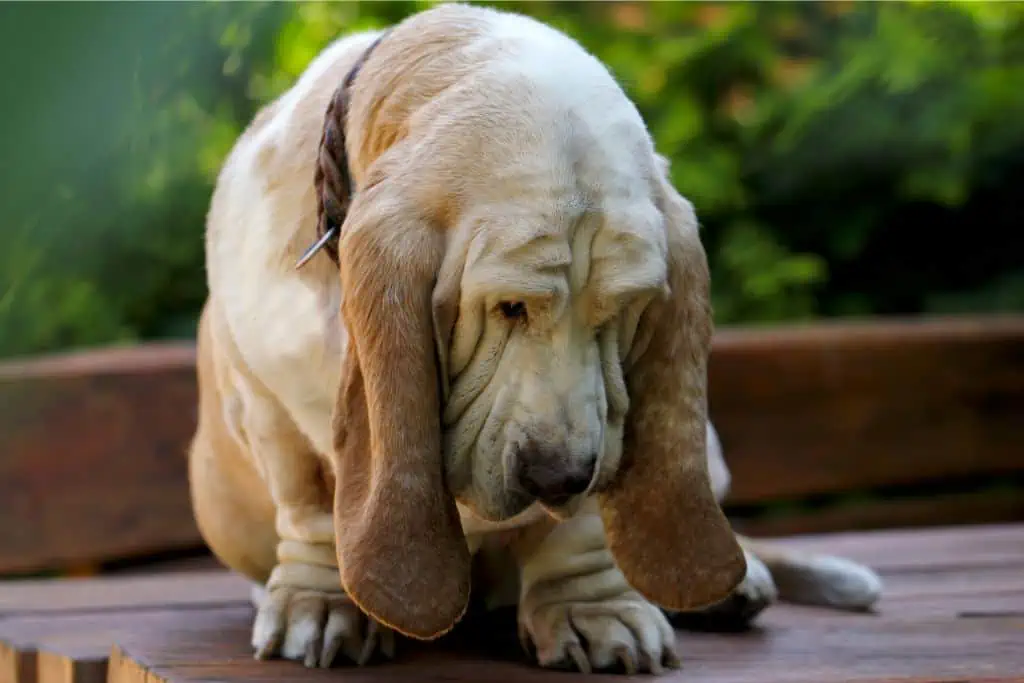 Nerv eingeklemmt – Die Symptome beim Hund: Welche Anzeichen sind typisch?