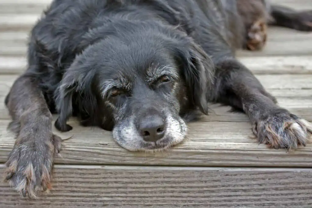 hund nerv eingeklemmt symptome