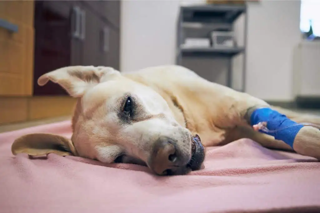 Wann du mit deinem Hund bei einem eingeklemmten Nerv zum Tierarzt gehen solltest und welche Behandlungsmöglichkeiten es gibt