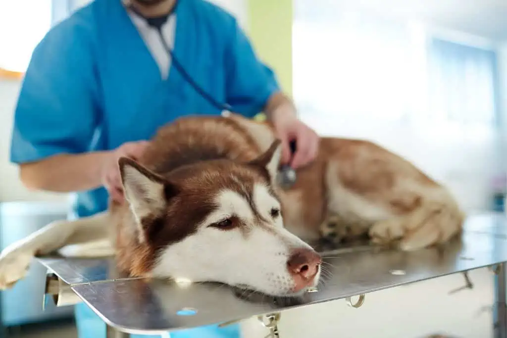 Wann solltest du zum Tierarzt gehen und welche Behandlungsmöglichkeiten gibt es bei Nierenproblemen beim Hund?