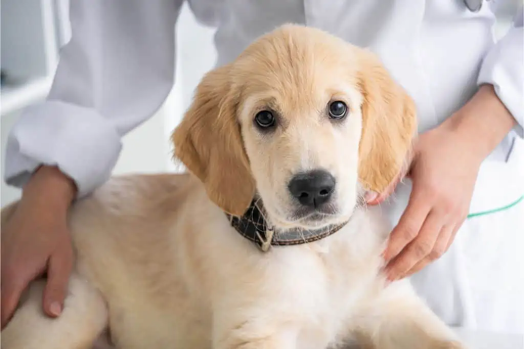 Wann du bei Pubertät zum Tierarzt gehen solltest und welche Behandlungsmöglichkeiten es gibt
