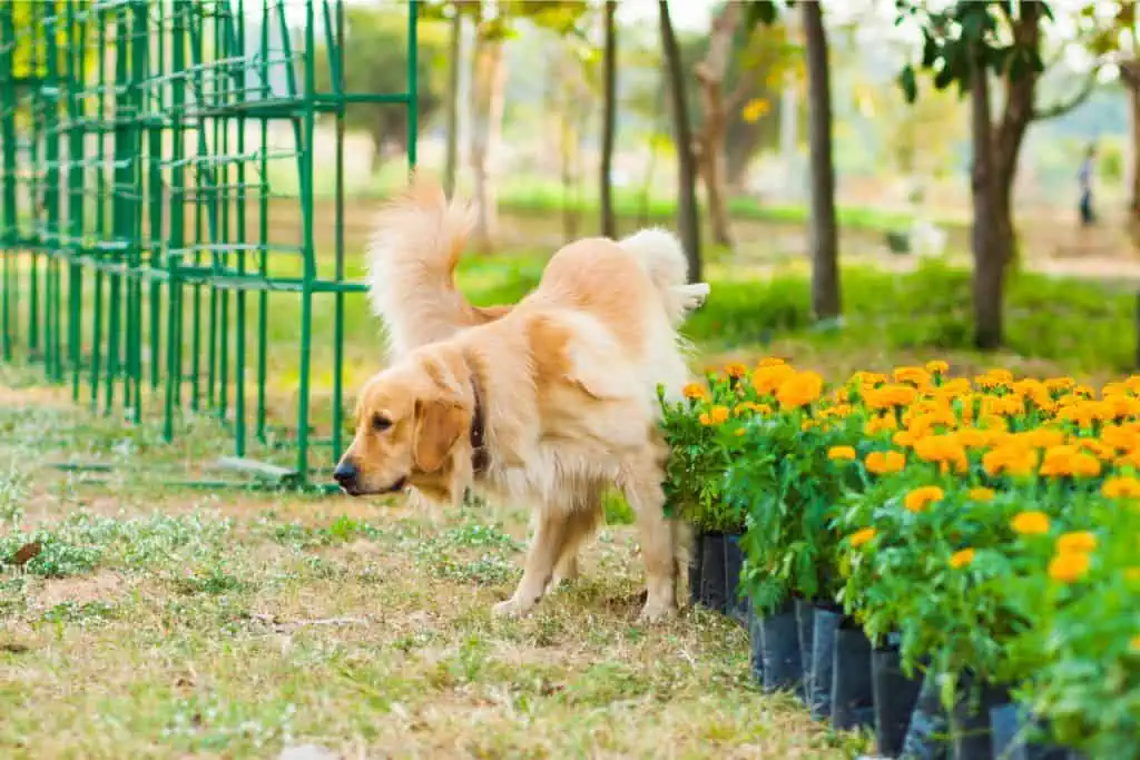 Hund riecht nach Ammoniak: 6 mögliche Ursachen