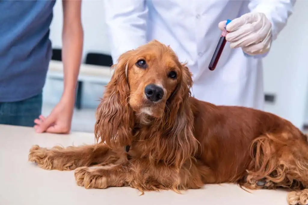 Wann sollte ich zum Tierarzt, wenn mein Hund nach Ammoniak riecht?
