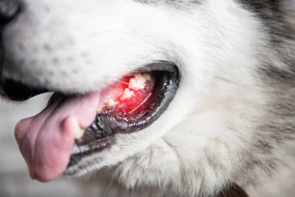 Hund riecht nach Eisen: 7 mögliche Ursachen