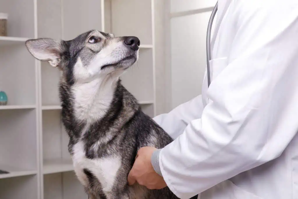 Wann sollte ich zum Tierarzt, wenn mein Hund nach Eisen riecht?