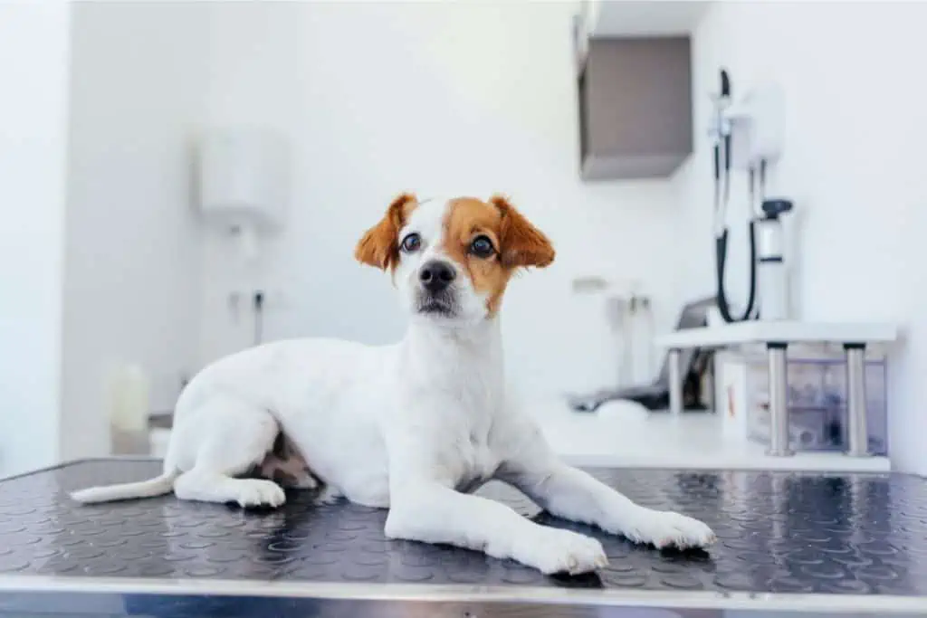 Wann sollte ich zum Tierarzt, wenn mein Hund süßlich riecht?