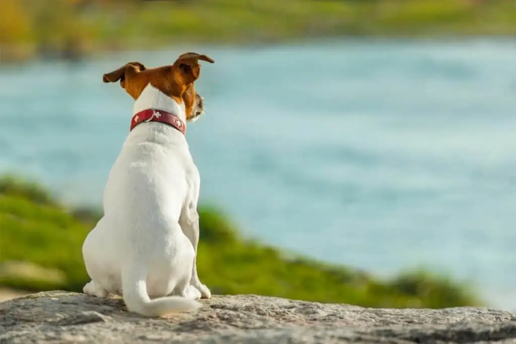 hund rückenschmerzen hausmittel