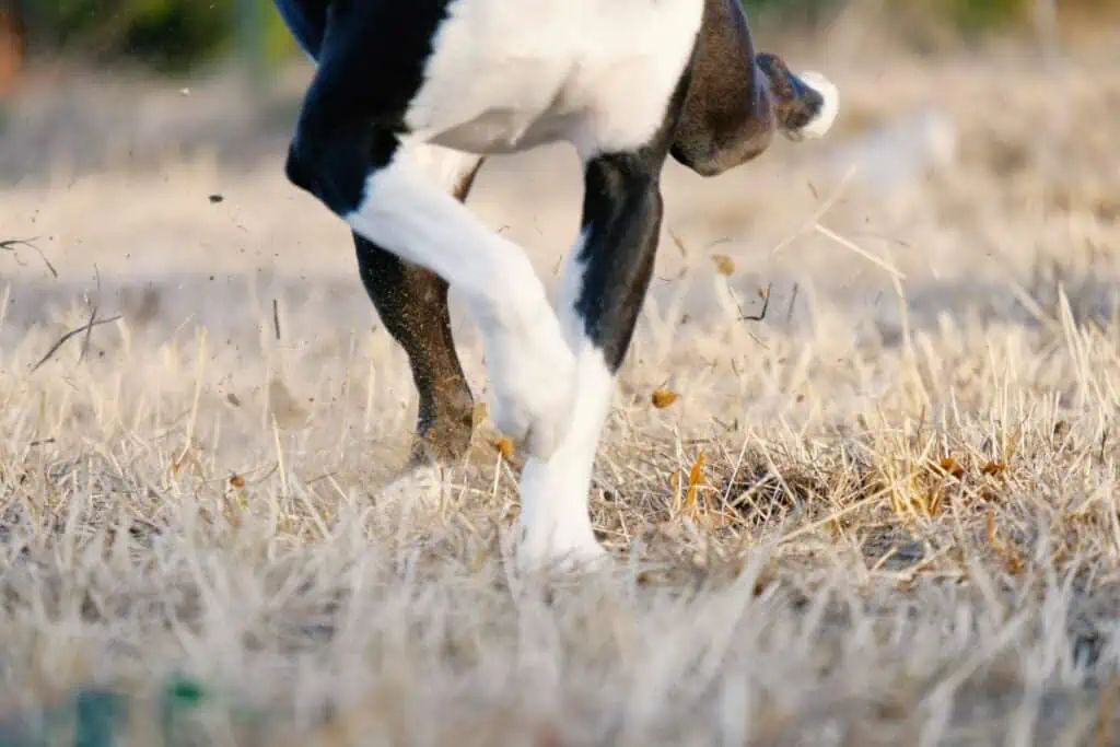 hund scharrt wie verrückt