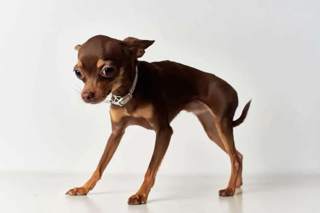 Kann eine bestimmte Hunderasse anfälliger für das Zittern des Vorderbeins sein?
