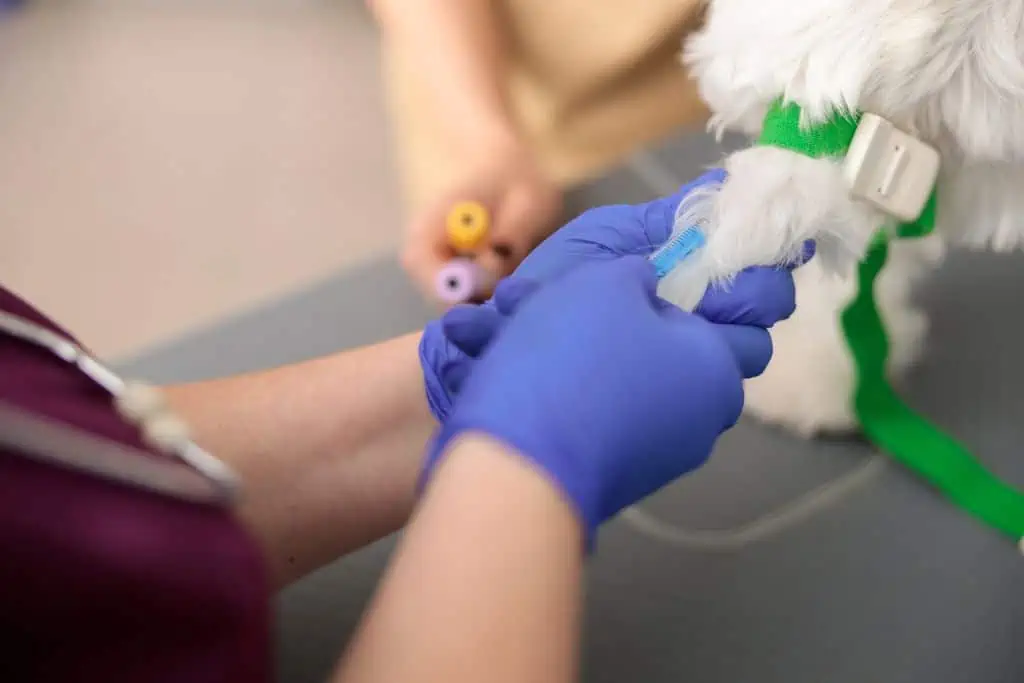 Wie behandelt ein Tierarzt ein zitterndes Vorderbein bei Hunden?