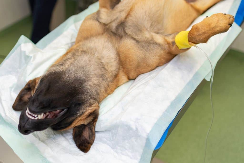 Kastrationschip Hund Erfahrungen