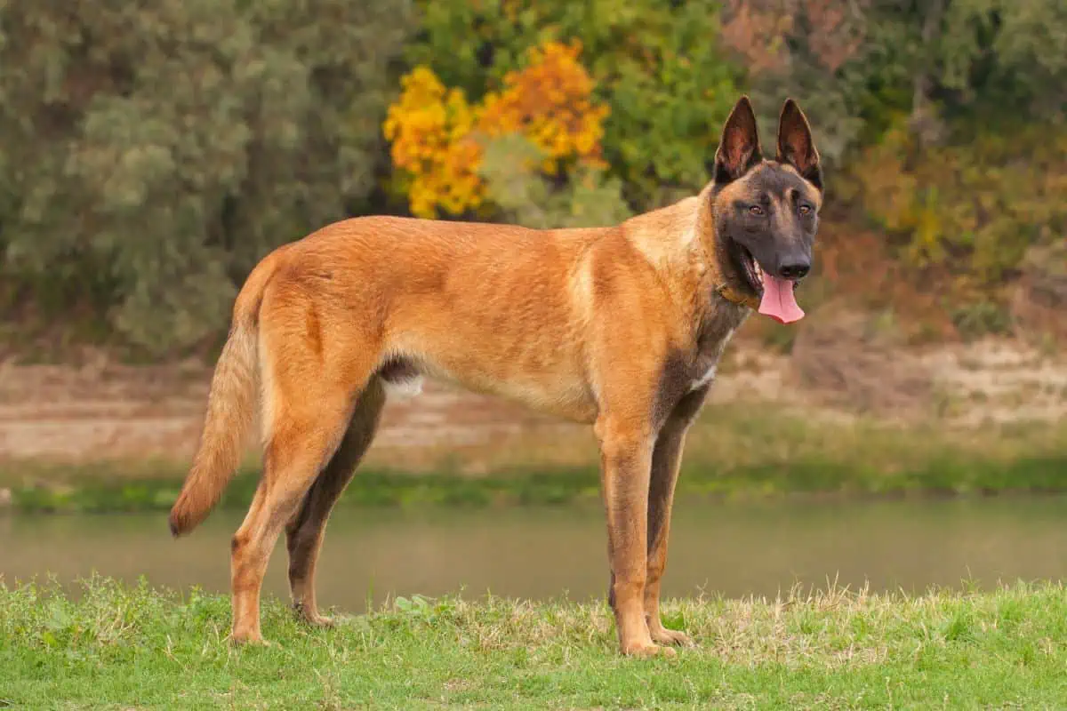 malinois kampfhund/listenhund