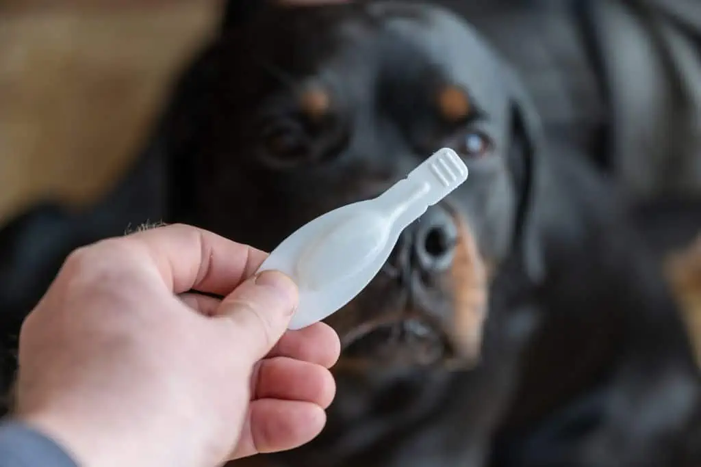 Welche Medikamente sollten bei betroffenen Hunden vermieden werden?