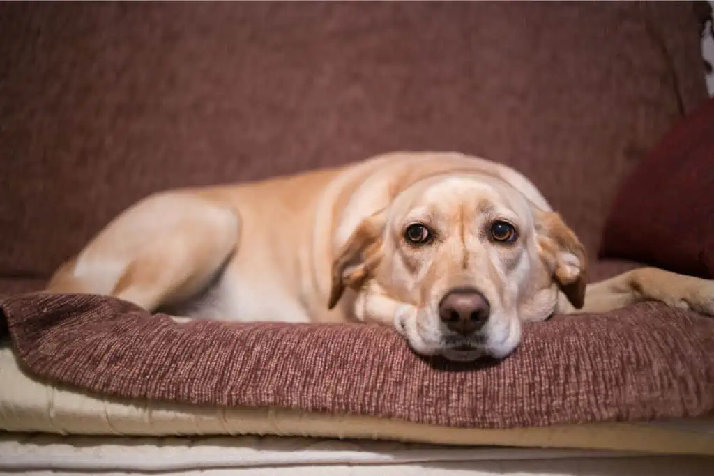 Metrovis für Hunde: Was ist das und wofür wird es angewendet?