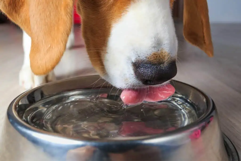 niereninsuffizienz hund symptome