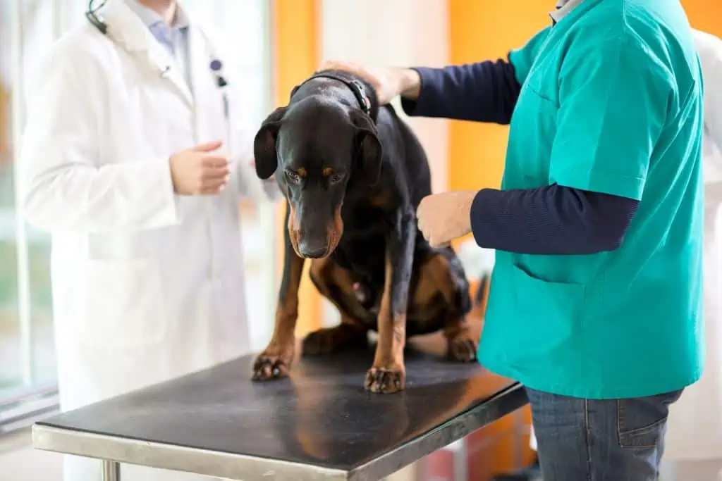Wann sollte ich zum Tierarzt, und welche Behandlungsmöglichkeiten gibt es bei Niereninsuffizienz bei Hunden?