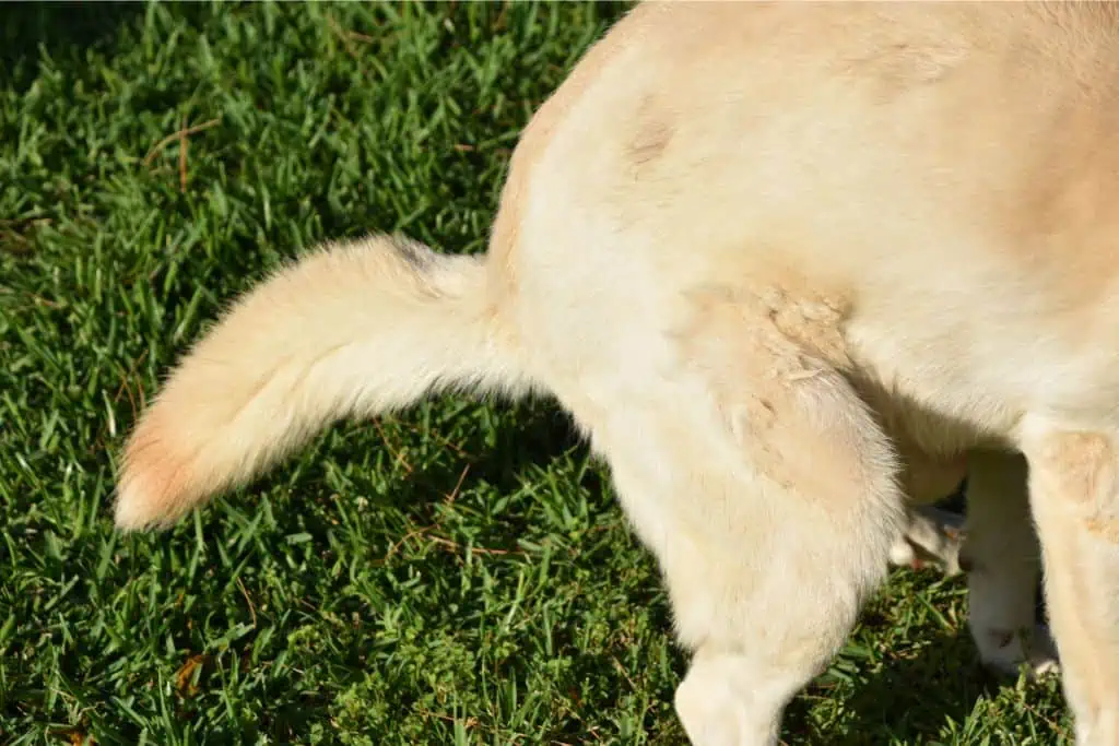 Welche Nebenwirkungen können NSAID bei Hunden hervorrufen?