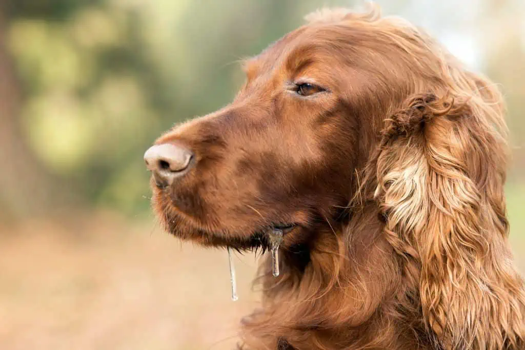 Welche Nebenwirkungen kann Permethrin bei Hunden hervorrufen?