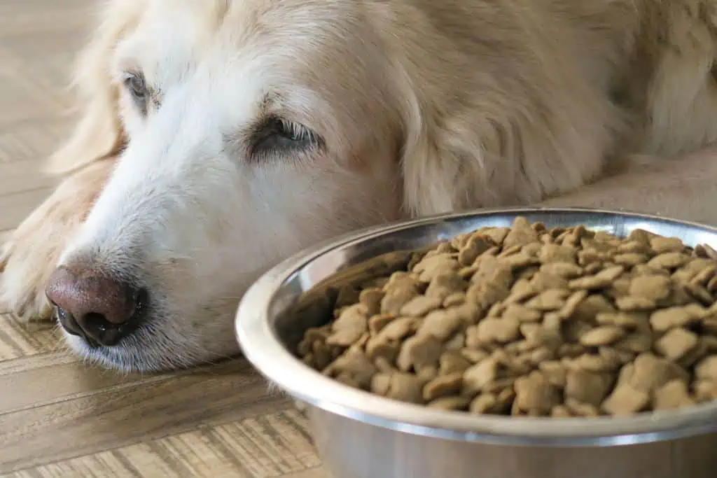 Welche Nebenwirkungen kann Phen-Pred bei Hunden hervorrufen?