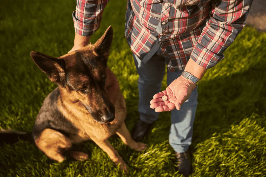 praziquantel hund