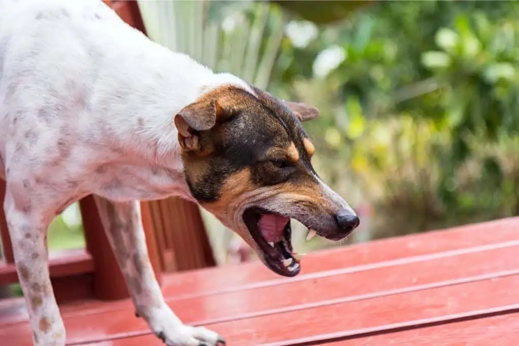 Welche Nebenwirkungen kann Preventic bei Hunden hervorrufen?