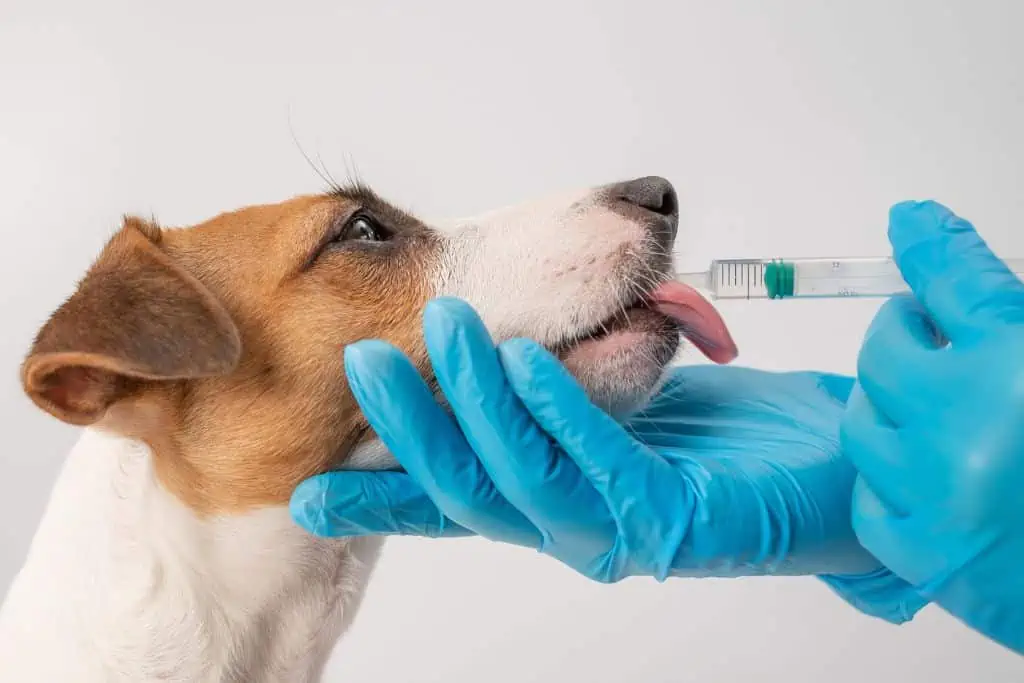 Welche Nebenwirkungen kann Pro-Kolin bei Hunden hervorrufen?